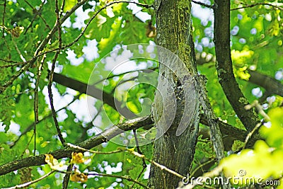 Dangerous oak processionary caterpillars on infested tree Stock Photo