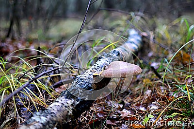 Dangerous parasitic mushrooms grow on dead stumps, branches and trees. Tinder fungus resemble tuberculosis in the human body. Stock Photo