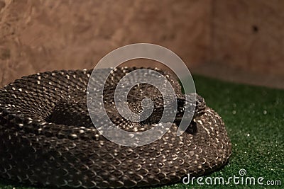 Dangerous poisonous snake in the terrarium - western diamond rattlesnake Stock Photo