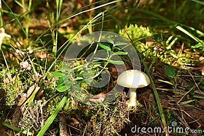 Dangerous poisonous toxic white mushroom growing in the forest. Amanita phalloides Stock Photo