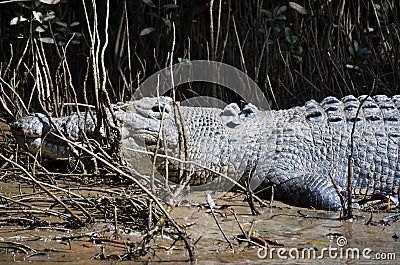 Saltwater Crocodile on river bank Stock Photo