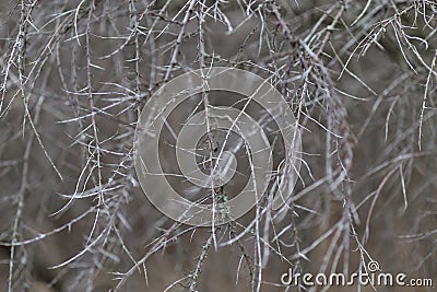 Dangerous, sharp thorns cover a bush at sunset Stock Photo