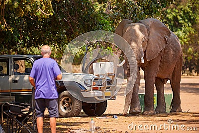 Dangerous situation with wild animal. A wild African elephant destroying camping equipment and threatens safari visitors. An Editorial Stock Photo