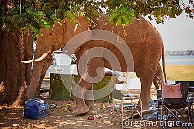 Dangerous situation with wild animal. A wild African elephant destroying camping equipment and threatens safari visitors. An Stock Photo