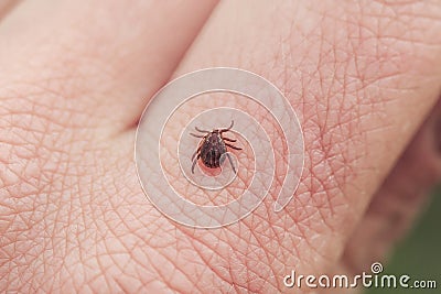 dangerous insect mite crawls on the skin of the human hand Stock Photo