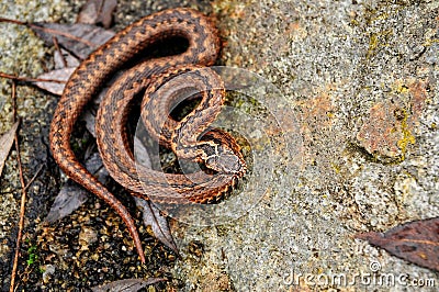 Dangerous snake viper on rock, reptile Stock Photo