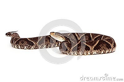 Dangerous Terciopelo Pit Viper Snake Stock Photo