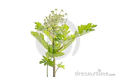 Dangerous toxic plant Giant Hogweed. Also known as Heracleum or Cow Parsnip. Isolated on white background with clipping Stock Photo