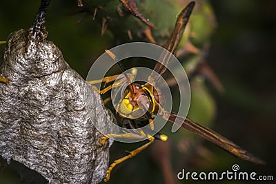 Dangerous wasp building a nest Stock Photo