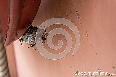 Dangerous wasp protecting its nest in australia Stock Photo