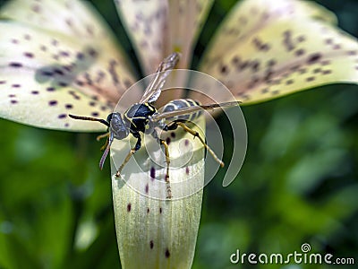 Dangerous wasp sitting on a tiger Lily flower, macro Stock Photo