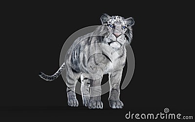 Dangerous White Bengal tiger with Clipping Path. Stock Photo