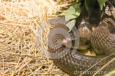 Dangerous wild snake Stock Photo