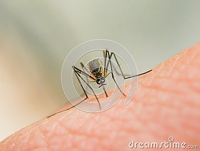 Dangerous Zica virus aedes aegypti mosquito on human skin Stock Photo