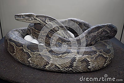 Dangerously poisonous snake very close in ZOO Stock Photo