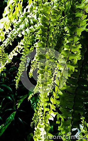 Dangling fern leafs Stock Photo