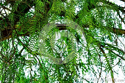 Dangling fronds of staghorn fern tree with tender green leaves, clear sky, soft daylight Stock Photo