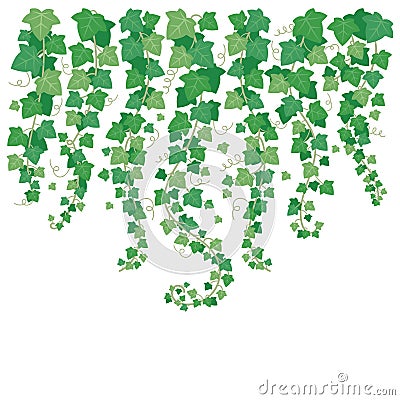 Dangling green ivy. Plants leaf hanging from above. Leaves isolated on garden white wall vector background illustration Vector Illustration