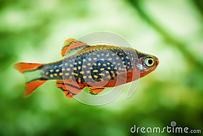 Danio margaritatus Freshwater fish, celestial pearl danio in the aquarium, is often as often referred as galaxy rasbora or Microra Stock Photo