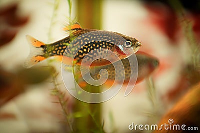 Danio margaritatus Freshwater fish, celestial pearl danio in the aquarium, is often as often referred as galaxy rasbora or Microra Stock Photo