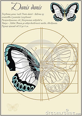 Danis copper-butterfly lat. Danis Danis. A series of vector illustrations imitating old sheets from a book about butterflies. Vector Illustration