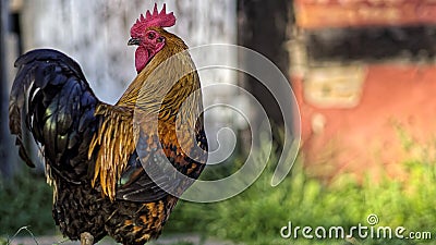 Danish Country Hen Rooster looking back at camera in front of an half timbered barn Stock Photo
