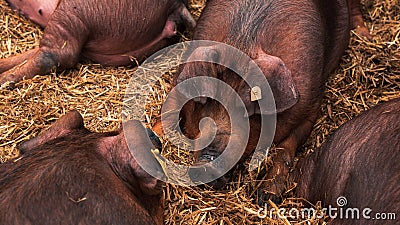 Danish duroc pigs sleeping in pen on livestock farm Stock Photo