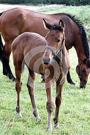 Danish horses Stock Photo