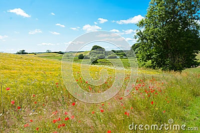 Danish summer landscape Stock Photo