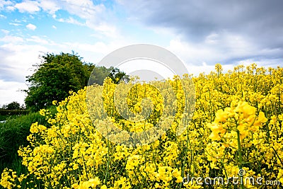 Danish summer landscape Stock Photo