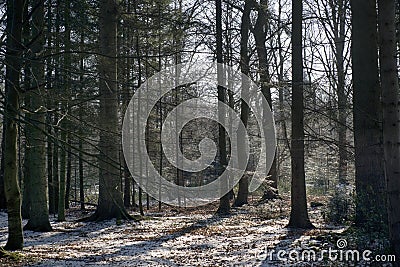 Danish winter beech forest with snow Stock Photo