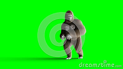 Danse brune drôle de gorille Fourrure et cheveux réalistes superbes animation verte de l'écran 4k illustration stock Danse brune drôle de gorille Fourrure et cheveux réalistes superbes animation verte de l'écran 4k illustration stock