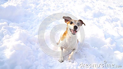 Dansende het spelen actieve hond De winterspelen het verse buiten lopen Videolengte langzame motie stock video Dansende het spelen actieve hond De winterspelen het verse buiten lopen Videolengte langzame motie stock video