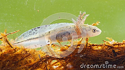 Danube crested newt larva swimming in wetland among kelp. Stock Photo