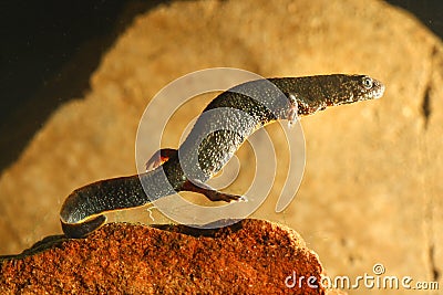 The Danube crested newt, Triturus dobrogicus Stock Photo