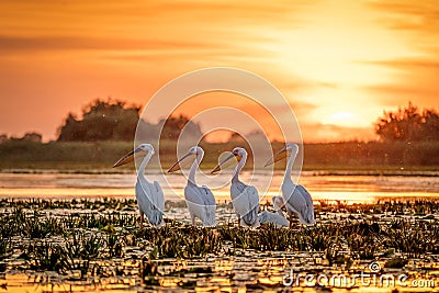 Danube Delta Romania Pelicans at sunset on Lake Fortuna Stock Photo