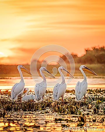 Danube Delta Romania Pelicans at sunset on Lake Fortuna Stock Photo