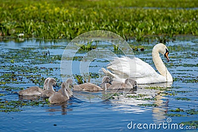 Danube Delta Swan and youngsters Stock Photo