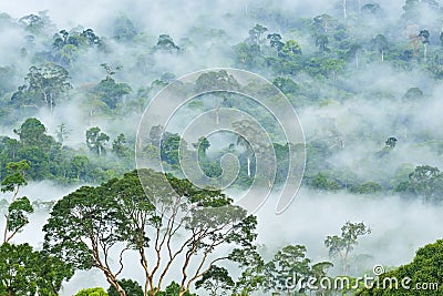 Danum Valley Conservation Area Stock Photo