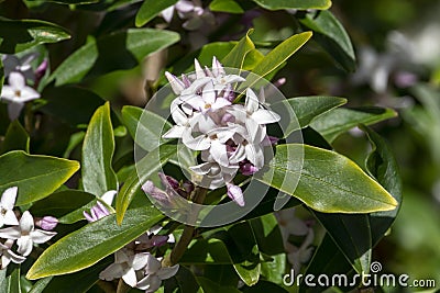 Daphne bholua `Spring Beauty Stock Photo