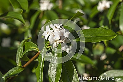 Daphne bholua `Spring Herald Stock Photo