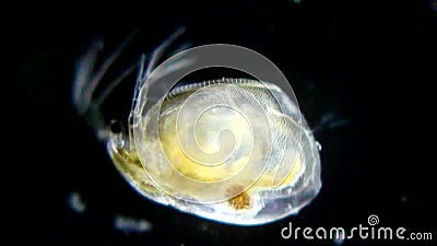 Daphnia stock video Daphnia stock video