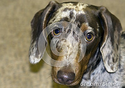 Brown dapple dog with light brown eyes Stock Photo