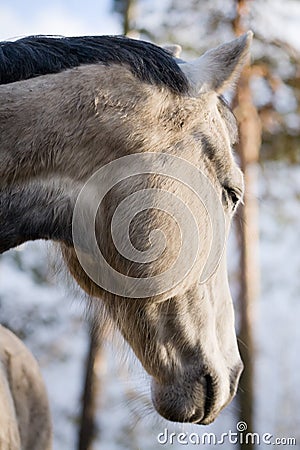 Dapple-gray horse Stock Photo