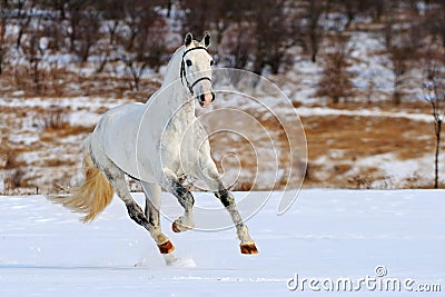 Dapple gray horse galloping in snow field Stock Photo