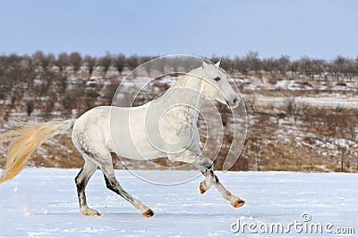 Dapple gray horse galloping in snow field Stock Photo