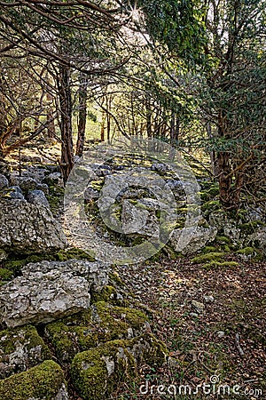 The Dappled Light On The Path That Weaves It`s Way Through The Limestone Pavement With Sunlight Shining Through The Trees Stock Photo