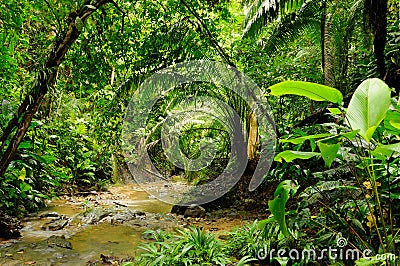 Darien jungle Stock Photo