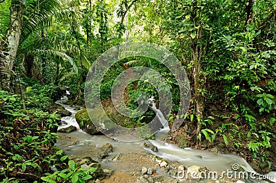 Darien jungle Stock Photo