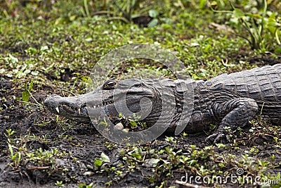 Dark alligator Caiman yacare in Esteros del Ibera, Argentina. Warming up in the morning sun Stock Photo